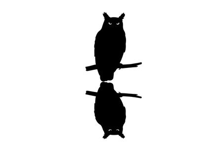 Silhouette of an owl perched on a branch with reflection