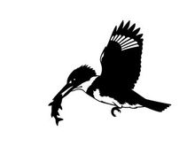 Silhouette of a kingfisher in flight with fish
