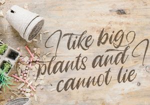 Angelicy - Textured Brush Font