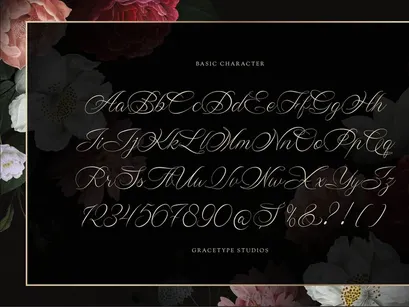 Wistallion | Classic Calligraphy