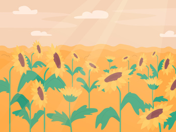 Sunflower field flat color vector illustration preview picture