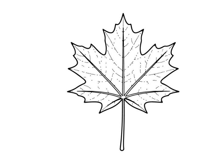Close-up of a detailed maple leaf. Natural autumn foliage in bright daylight