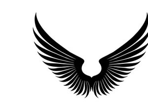 black bird wing logo vector