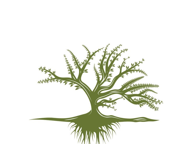 Root Leaf Family Tree of Life Oak Banyan Maple Stamp Seal Emblem Label logo design vectorRoot Leaf Family Tree of Life Oak Banyan Maple Stamp Seal Emblem Label logo design vector