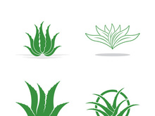 Aloe Vera logo icon design symbol beauty skin care