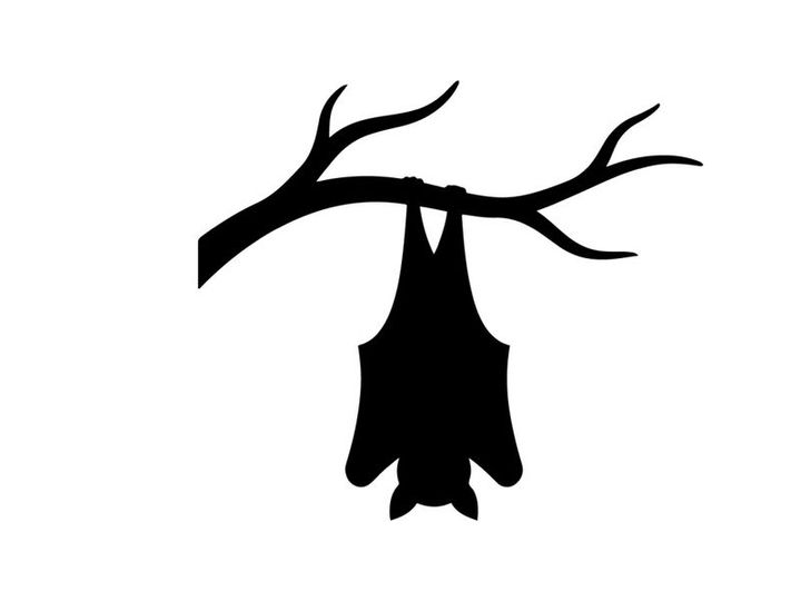 Silhouette of a Bat Hanging from a Tree Branch at Night