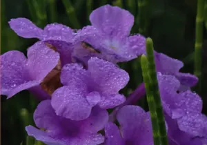 Purple Blooms in the Wild