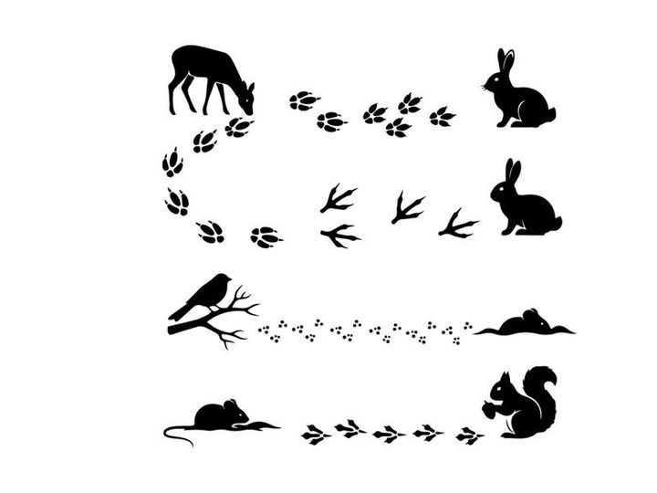 Forest creatures silhouette graphic featuring various animals