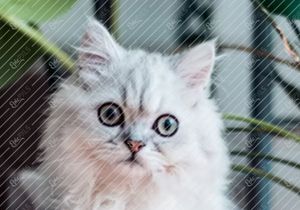 Pets Lovers App Design