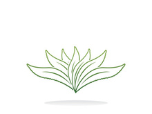 Aloe Vera logo icon design symbol beauty skin care
