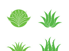 Aloe Vera logo icon design symbol beauty skin care