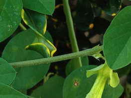 Purple clitoria flower preview picture