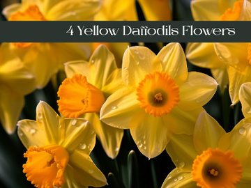 Yellow Daffodils Flowers preview picture
