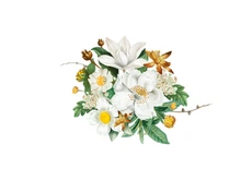 Vector Flower Watercolor Illustration