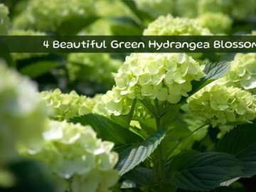 Beautiful Green Hydrangea Blossoms preview picture