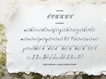 Song Camysa | Classic Elegant Script