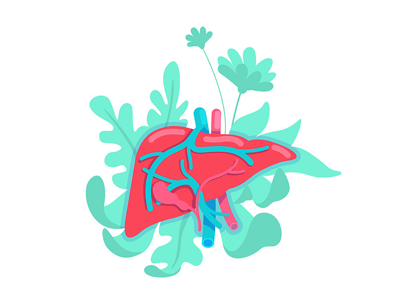 Anatomical liver flat concept vector illustration