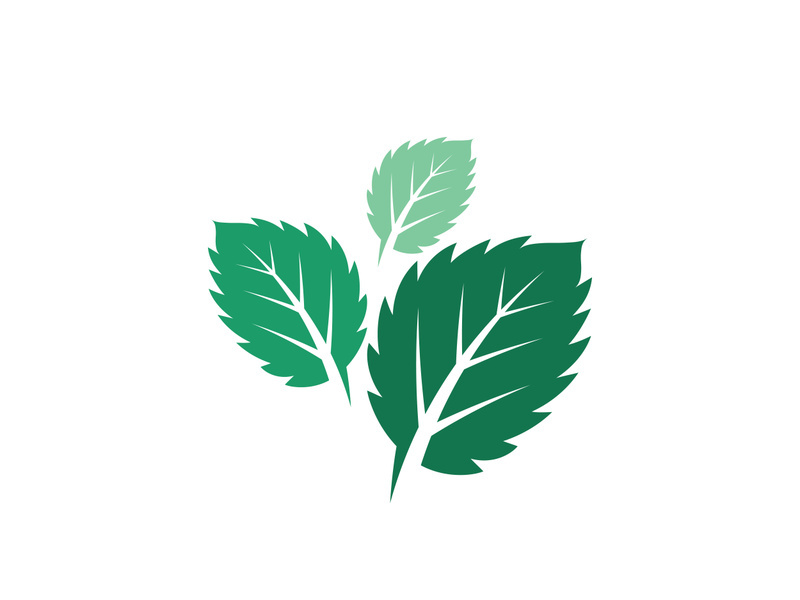 Mint Leaf icon template illustration