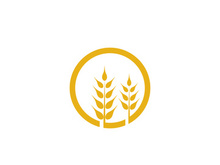 Agriculture wheat vector