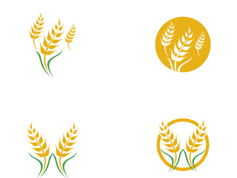 Agriculture wheat vector