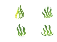 seaweed sea of nature logo vector illustration design