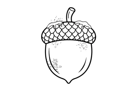 Close-up of an acorn with textured cap and smooth nut. Nature-inspired design element for educational or botanical projects.