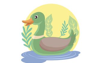 duck mallard swimming in the pond