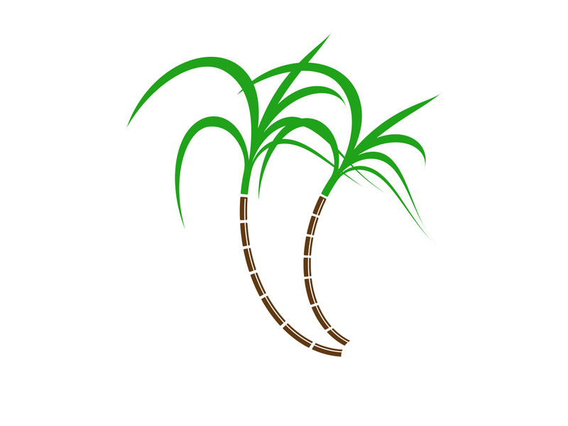 Sugarcane logo vectcr