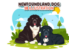 10 Newfoundland Dog Illustration preview picture