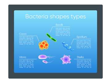 Bacteria shapes types flat color vector informational infographic template preview picture