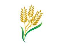 Agriculture wheat rice icon illustration