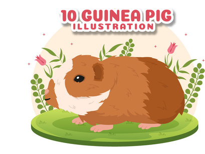 10 Guinea Pig Pets Illustration