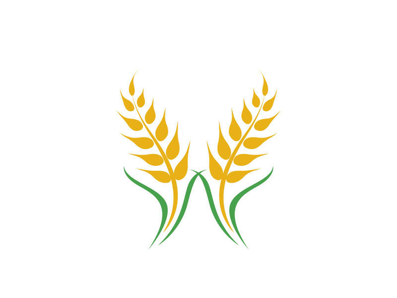 Agriculture wheat vector