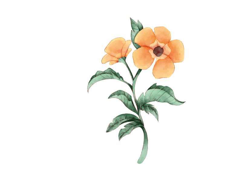 Vector Flower Watercolor Illustration