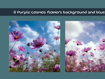 Purple cosmos flowers background and blue sky preview picture