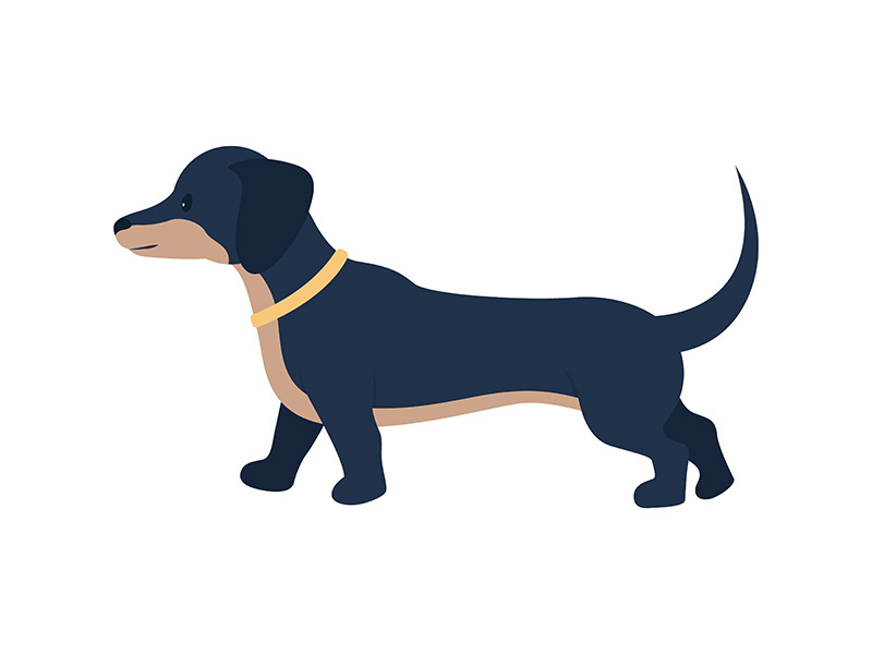 Adopting dachshund dog semi flat color vector character
