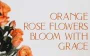 BHINEKA - Elegant Serif Font