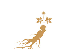Ginseng logo design template and symbol icon vector illustration