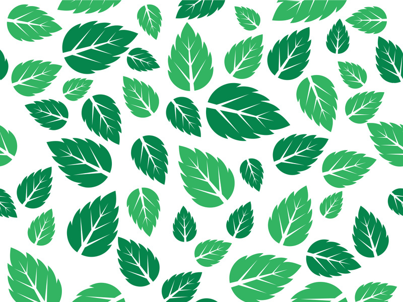 Mint Leaf icon template  illustration