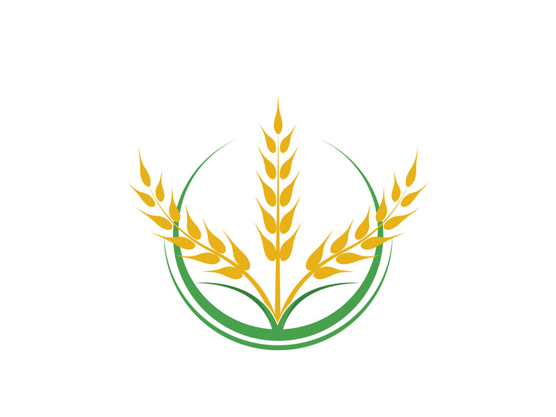 Agriculture wheat vector