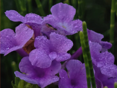 Purple Blooms in the Wild