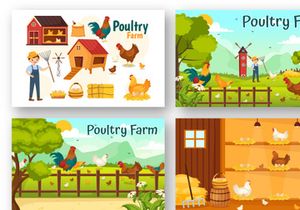 13 Poultry Farm Vector Illustration