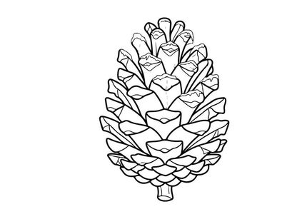 Ilustrasi Pinecone untuk tema alam dan outdoor. Gambar botanis kerucut pinus dengan seni garis detail.