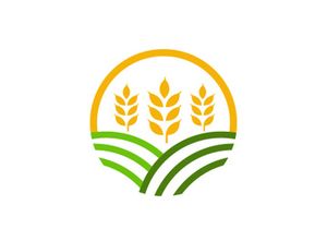 Agriculture wheat rice icon illustration