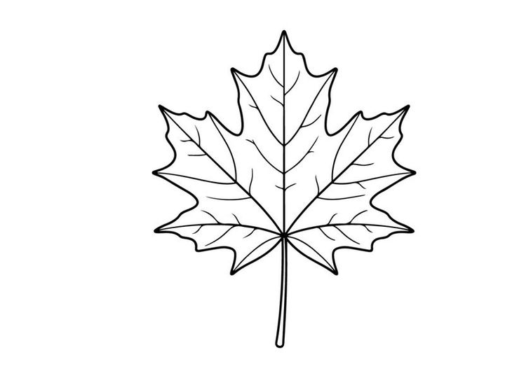Close-up of a detailed autumn maple leaf. Natural fall foliage with vibrant colors.