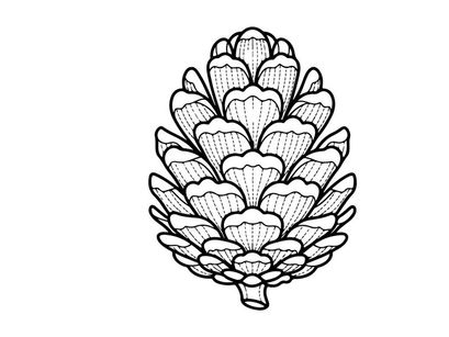 Close-up pine cone pada latar belakang putih. Detail botani alami untuk tema alam dan luar ruangan.