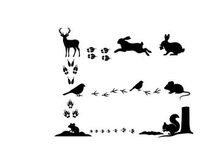 Silhouette of various animals and their footprints in a sequence