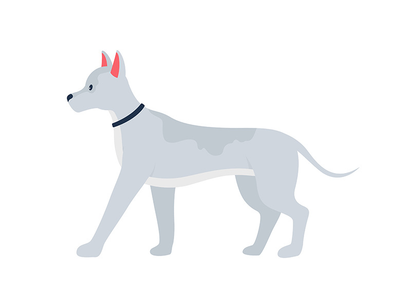 Grey dog with prick ears semi flat color vector character