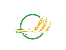 Agriculture wheat vector