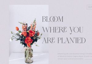 FLOWRISE || Display Ligature Serif